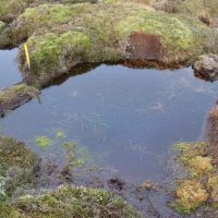 Sisal peat dams with pools inbetween that have been colonised by Sphagnum moss.