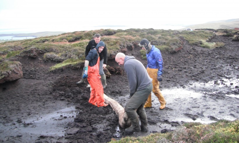 Peatland Restoration at Cunningsburgh Hill Apportionment by Lerwick, Shetland.