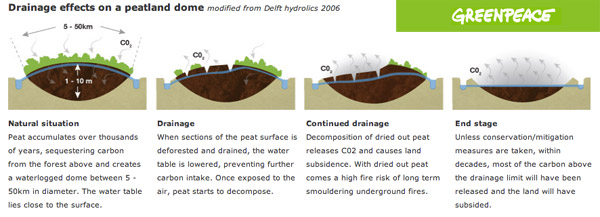 The impact of drainage channels on peatland